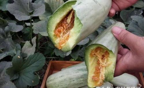 吃田瓜要削皮吗视频大全,削皮还是直接啃？视频大全揭秘