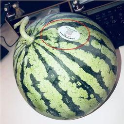 各种网红吃瓜视频,盘点那些让人捧腹的瓜界风云