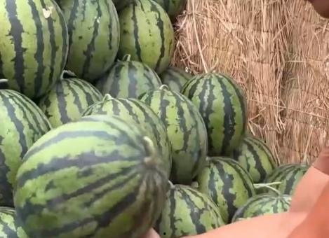 吃瓜最全的视频,吃瓜群众必看！揭秘吃瓜最全视频背后的精彩故事