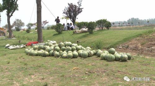 沭阳赵律师吃瓜事件视频,网络热议背后的真相揭秘