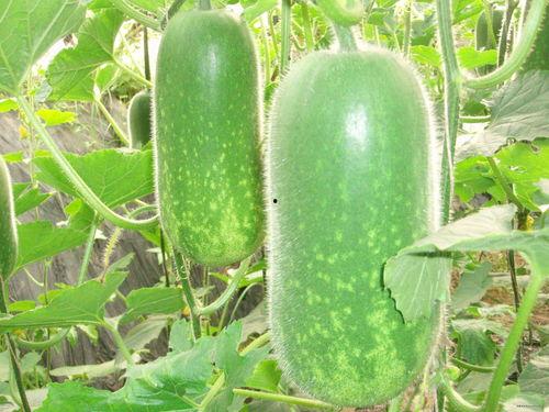 大壮吃瓜上火视频大全,趣味视频大盘点