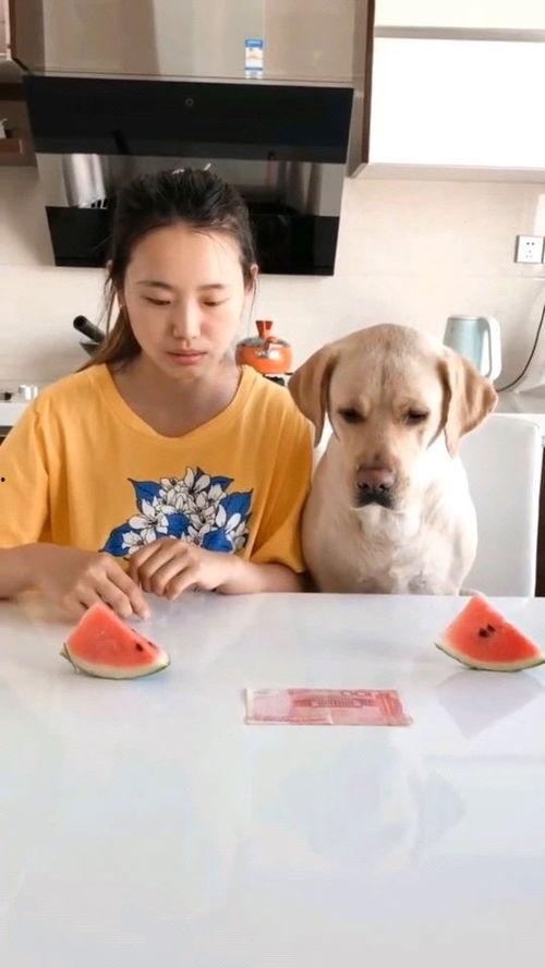 火瓜吃西瓜视频大全播放,趣味视频大全，欢乐无限