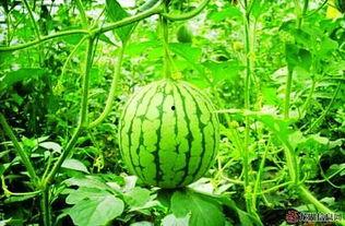 西瓜视频吃几块瓜,揭秘吃几块瓜的奥秘