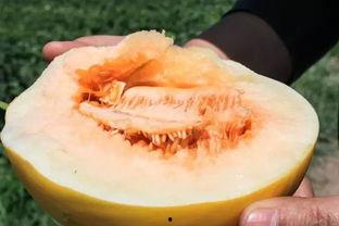 黑蜜瓜怎么吃视频,视频教你轻松解锁夏日清新口感