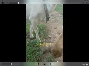 羊了个羊吃瓜视频,揭秘网络红人羊羊的爆笑日常