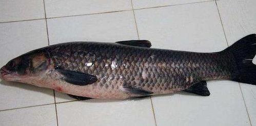 青鱼吃小瓜吗有毒吗视频,安全无毒的天然美食