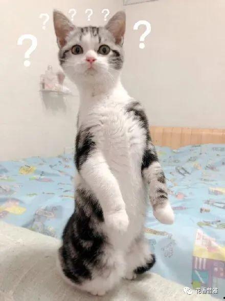 猫吃瓜视频大全集,揭秘猫咪吃瓜视频大全集