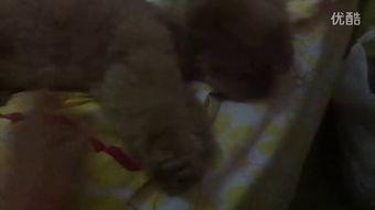 孕妇吃小瓜的视频,孕妇吃小瓜视频分享