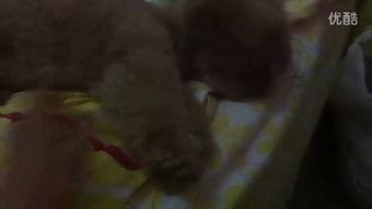 吃瓜的视频恶心