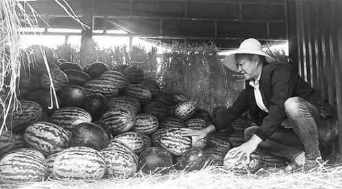 雒城吃瓜群众事件视频,一场网络舆论的风暴与反思