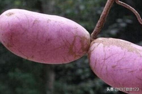 八月瓜怎么吃视频,视频教你轻松享美食