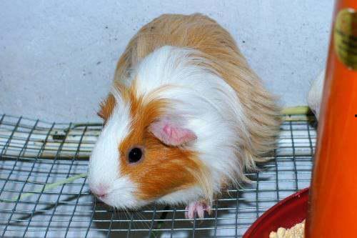 豚鼠可以吃土瓜吗视频,土瓜是否适宜作为其食物来源