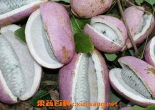 麻江吃八月瓜的视频,探寻民间美味与自然馈赠的完美邂逅