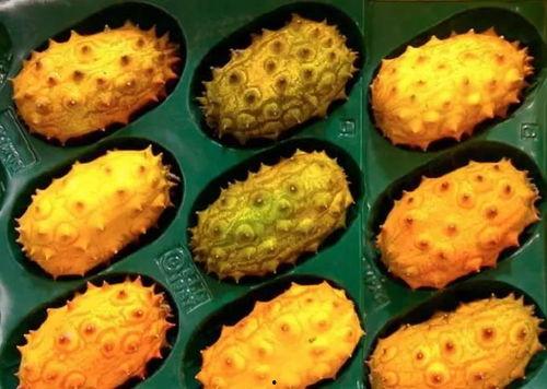 大饼哥吃刺角瓜的视频,美味与刺激并存！