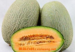 串串狗可以吃哈密瓜吗视频,宠物美食新体验