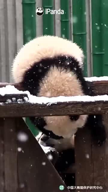 小熊吃瓜韩国视频在线观看,韩国热门视频带你领略萌宠魅力