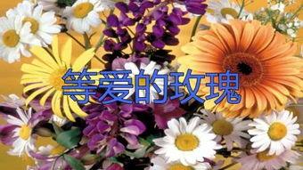 等爱的玫瑰吃瓜视频素材,揭秘吃瓜视频背后的感人故事