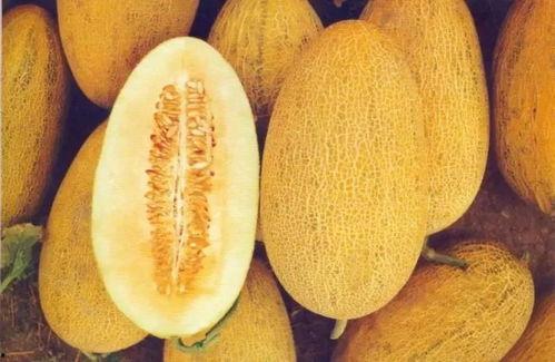 新疆大爷吃哈密瓜视频,尽享瓜果飘香