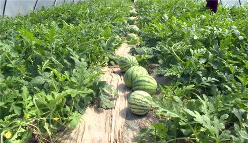 江西近期吃瓜事件视频,揭秘背后真相与争议