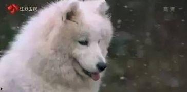 吃瓜小狗特效怎么做视频,轻松制作“吃瓜小狗特效”视频教程