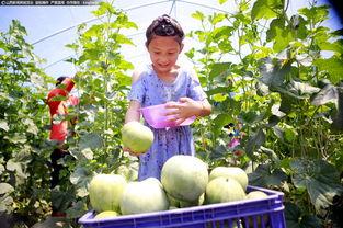 定州凤翔园吃瓜视频