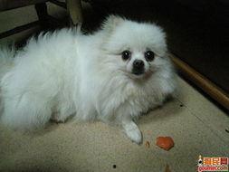 博美吃瓜视频全集,视频全集深度解析