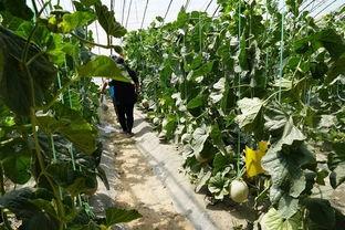 金牛湖吃瓜视频