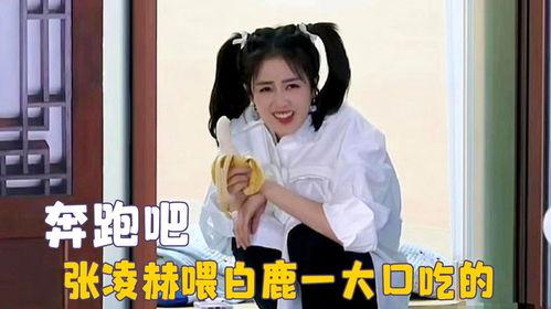 白鹿吃瓜采访视频全集,揭秘娱乐圈幕后真相，独家访谈全集大放送