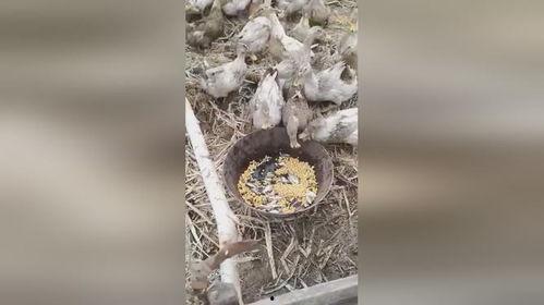 吃瓜群鸭视频