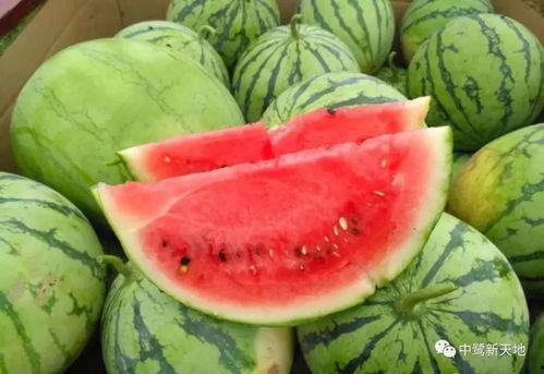 一丝凉爽吃瓜视频,揭秘吃瓜视频的魅力所在