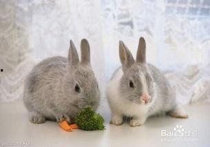 小兔会吃洋瓜吗视频讲解,揭秘洋瓜的诱惑与挑战