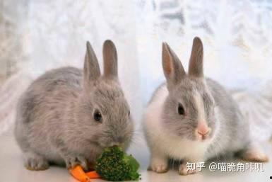 兔子可以吃三月瓜吗视频,三月瓜的适宜性探讨