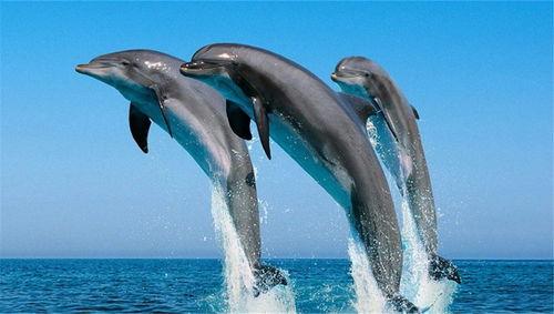 海豚吃瓜视频大全下载