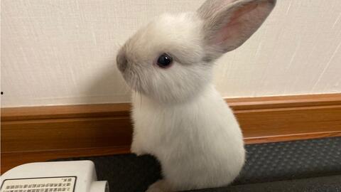 兔子吃贝贝瓜吗会死吗视频,生死未卜之谜揭晓