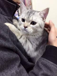 狗狗吃瓜素材视频