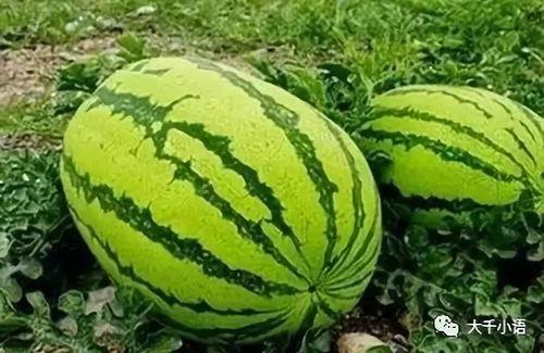 西瓜只吃石头瓜吗视频,探寻奇异现象背后的真相