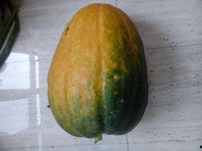 怎么做吃大瓜好吃呢视频,跟着视频学做正宗大瓜佳肴