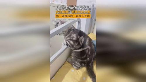 猫咪八卦吃瓜视频大全,揭秘萌宠界的八卦风云