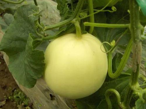 康县网红吃瓜视频爆料事件